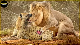 45 Brutal Moments Hyenas Hunting Prey But They Become Meal For Other