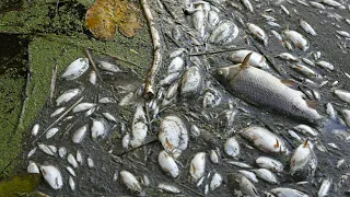 Fischsterben in der Oder: Ursache bleibt unklar | AFP