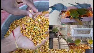 Soft Foods Parrots and Birds / How To Make Appropriate Soft Foods For Birds and Parrots.