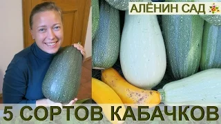 ЛУЧШИЕ СОРТА КАБАЧКОВ ☛ Сравнение 6 сортов кабачков!