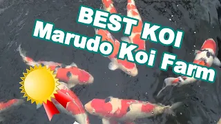 BEST KOI Marudo Koi Farm [SHOW quality]