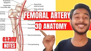 Femoral Artery Anatomy 3D | branch of femoral artery anatomy | femoral artery course anatomy