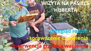 Z wizytą na pasiece u Huberta przegląd rodzin i grzybica wapienna ODCINEK 55 @DolnoslaskieMiody