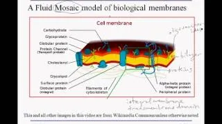 3 2A fluidmosaic