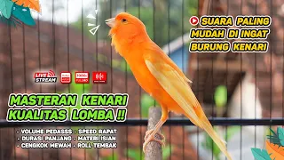 Masteran Kenari GACOR Durasi Panjang‼️ COCOK untuk Pancingan Kenari PAUD dan Kenari MACET BUNYI #89