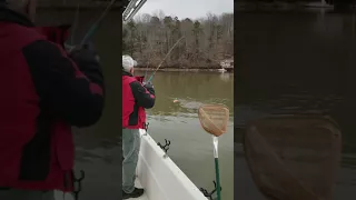 Smith mountain lake stripers