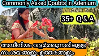 Frequently asked Doubts about Adenium | അഡീനിയം വളർത്തുന്നതിൽ ഉണ്ടാകുന്ന ചില സംശയങ്ങൾ