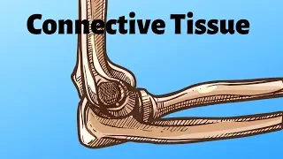 The most abundant tissue in the body |Connective Tissue|