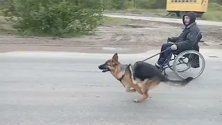 Покатушки инвалида с собакой