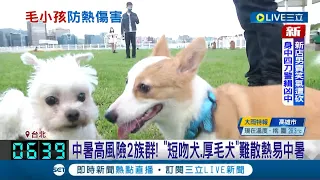 中暑致死率高達五成! 中暑高風險2族群"短吻犬.厚毛犬"難散熱易中暑...獸醫教學寵物狗出現中暑徵兆:快補常溫水.將身體打濕散熱│記者 蔡駿琪 王承偉｜【萌寵54來當家】20220730｜三立新聞台