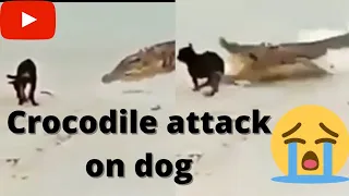 🐊 Crocodile attack on Dog | will Dog survive??😥