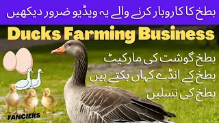 Ducks Breeding Tips | Duck Muscovy Mating Season | Duck Farming Business Plans in Pakistan Fanciers