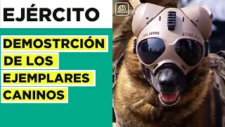 Adelanto de la Parada Militar: Ejemplares caninos del Ejército realizan ejercicios de demostración