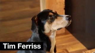 Dog breakfast tips with Molly | Tim Ferriss