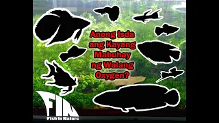 Top 5 Fish na Kaya Mabuhay ng Walang Oxygen..? (Air Pump/Filter)
