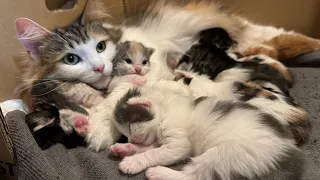 Cat family daily life【no subtitle】