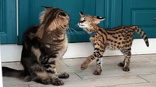 SERVAL LOOKING FOR APPROACH TO CATS / Funny duck from Maurizio