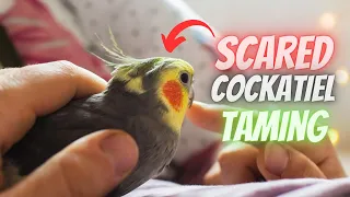 How To Tame a SCARED Cockatiel | 10 Expert Tips