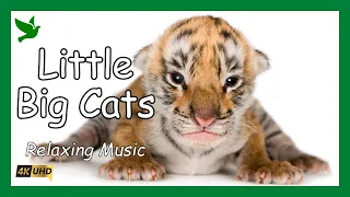 Little Big cats - Cute Big Cat Cubs Accompanied by 1 Hour of Relaxing Music.