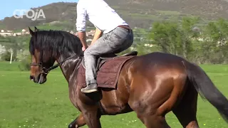 Kronikë për kalin "DIKTAT" në Opojë