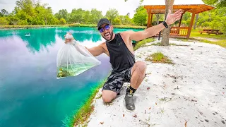 Hand Feeding GAINT Pet Bass WILD Bluegill!! (14lb Bass Explosion)