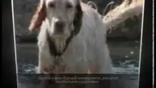 Средние породы собак АНГЛИЙСКИЙ СЕТТЕР
