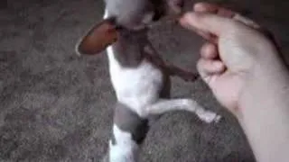 "Can your dog do this?"