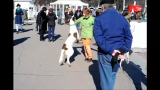 Парад в честь Дня Святого Патрика 2018