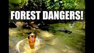 🇹🇭 Thailand Forest Safety: TIGERS, BEARS, Leopards, Snakes, Scorpions!