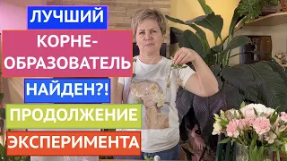 В ПОИСКАХ ЛУЧШЕГО УКОРЕНИТЕЛЯ ЧАСТЬ 2! НОВЫЙ ЭКСПЕРИМЕНТ - НОВЫЕ ФАВОРИТЫ!