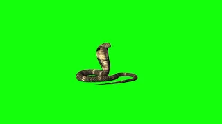 Snake King cobra cartoon characters |132  Copyright free cartoon  green screen