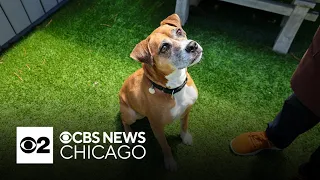 Helena is PAWS Chicago's Pet of the Week