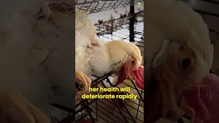 Hen's Life (The Saddest Story)