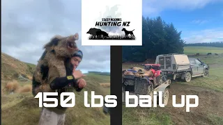 Intense bail /150lbs boar/ Pig hunting Nz