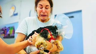 OUR PUPPY'S OPERATION w/the Norris Nuts