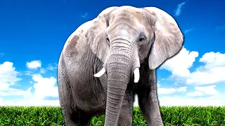 Viata unui ELEFANT! Zookeeper Simulator