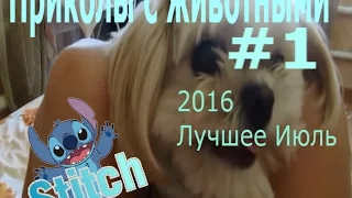 Приколы с животными 2016 ИЮЛЬ ЛУЧШЕЕ #1