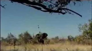 Ewan Mcgregor attacks elephant