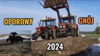 🔥OPOROWE WYWOZENIE GNOJU🔥ZETOR NA DWA KOŁA🔥 WTOPA 2024 🔥DWA RAZY ZETOR🔥ZETOREK VS 5 TON🔥