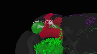 Integrating Learned and Innate Behavior in the Fly Brain