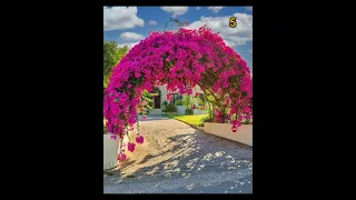 Top 10 Bougainvillea plants ideas