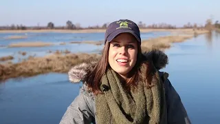 Eastern North Carolina's Wintering Waterfowl