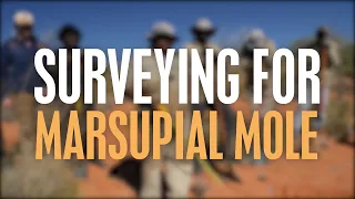 Surveying for Marsupial Mole