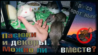 Дикие пасюки и декоративные крысы в одной стае! 🤗 Можно, или нет. Посмотрим? 🐭 (Wild Ratd) 🐭