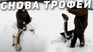 Зимняя рыбалка на жерлицы! Трофейные щуки рвут леску и не лезут в лунку! Вот это рыбалка!