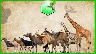 Giraffidae Size Comparison Living Extinct [Zurafagiller Boyut Karsilastirma]