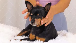 How to Massage a Dog 🐕 Chandler Rose Massages her Dog Evee! For Dog Stress & Relaxation 🐶