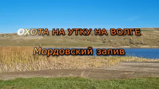 Охота на утку на Волге, Мордовский залив