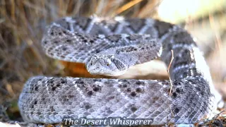 Western Diamondback Rattlesnake WAKES UP!