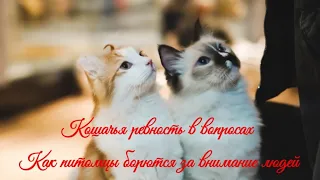 Кошачья ревность в вопросах Как питомцы борются за внимание людей Cat jealousy